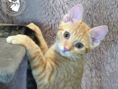 Domestic Short Hair (DSH) “SAPPHIRE”- Millaa Millaa