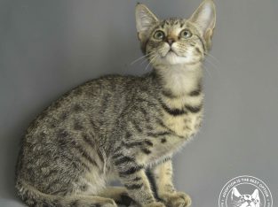 Domestic Short Hair (DSH) “MILEY”- Atherton