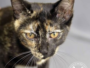 Domestic Short Hair (DSH) “THELMA”- Atherton