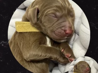 Labradoodle – Bundaberg Central