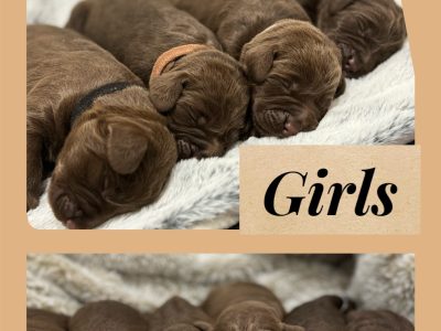 Labradoodle – Bundaberg Central