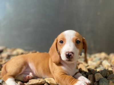 Dachshund – Goomeri