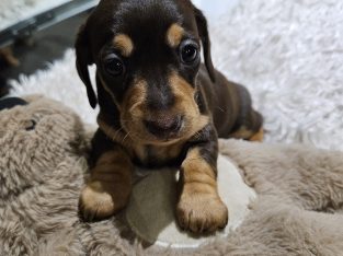 Miniature Dachshund – Jamisontown
