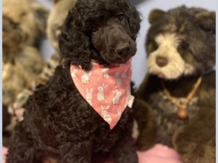 Poodle Standard – Australia Plains