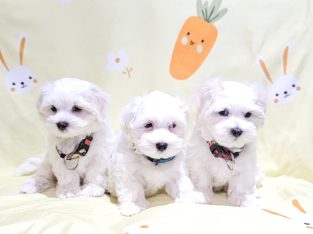 Maltese Shih Tzu – Riverhills
