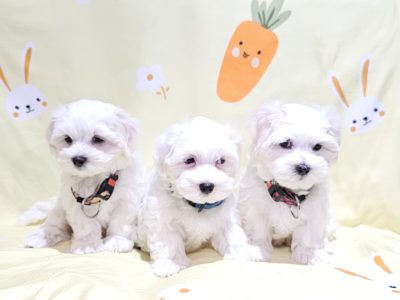 Maltese Shih Tzu – Riverhills