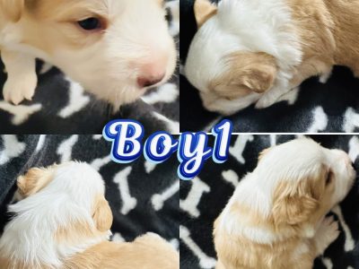 Border Collie – Midland