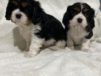Cavalier King Charles Spaniel – Dubbo