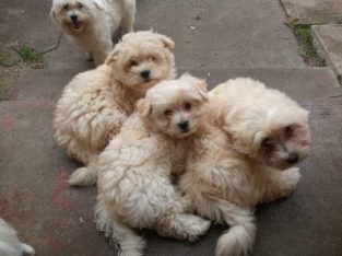 Maltese – Werribee