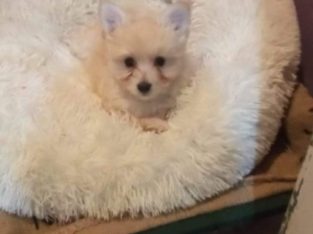 Pomeranian – Werribee