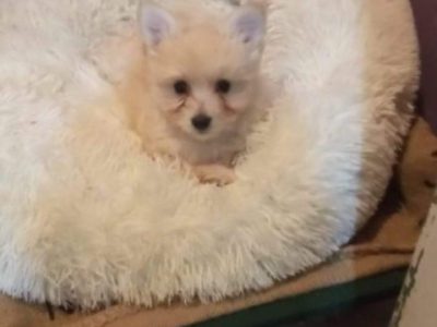 Pomeranian – Werribee