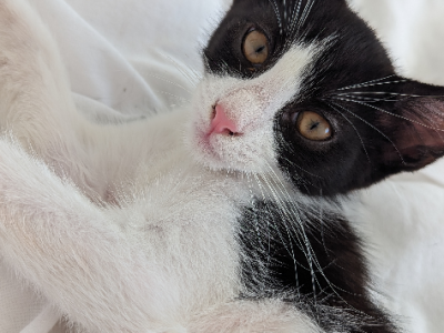 Domestic Short Hair (DSH) – Byford