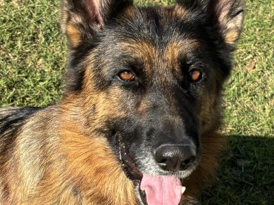 German Shepherd – Hurstville
