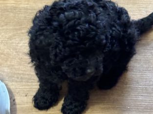 Toy Poodle – Strathmerton