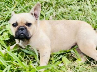 French Bulldog – Ormeau
