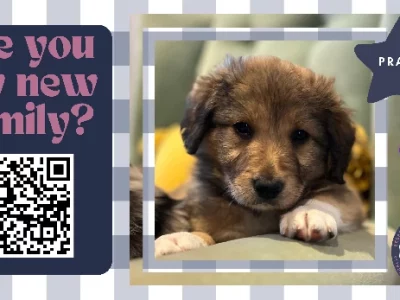 Bordoodle – Drouin