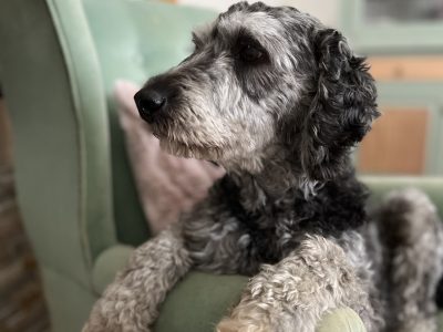 Bordoodle – Drouin