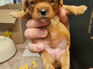 Cavalier King Charles Spaniel – Gatton