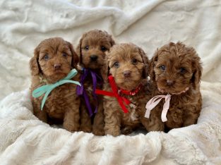 Toy Cavoodle – Vaucluse