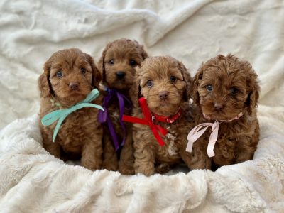 Toy Cavoodle – Vaucluse