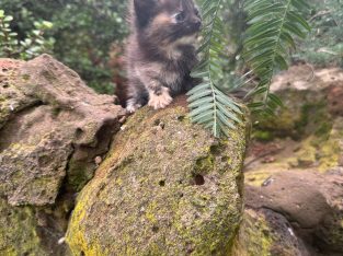 Maine Coon – Plumpton