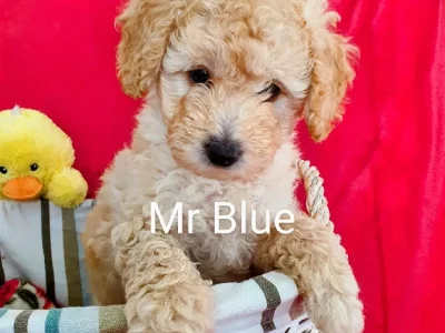 Poodle Mini – Frankston