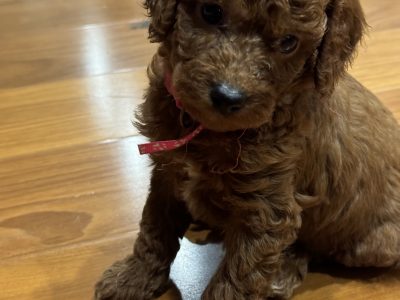 Cavoodle – Lennox Head