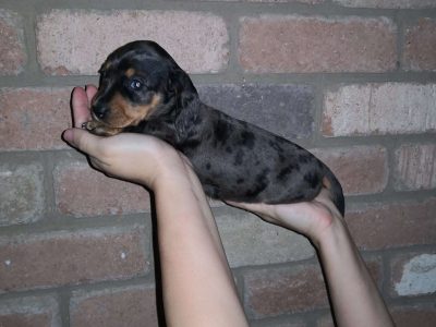 Dachshund – Olesia Belyakova