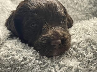 Labradoodle – Kurrajong