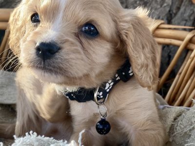 Cavoodle – Wagga Wagga