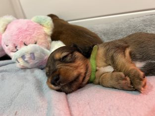 Dachshund – Pimpama