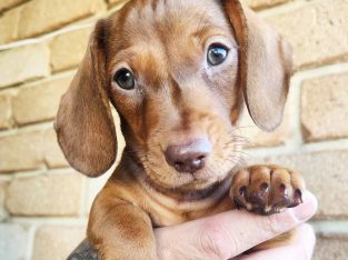 Miniature Dachshund – Donnybrook