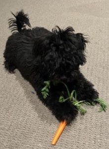 Toy Poodle – Menangle Park