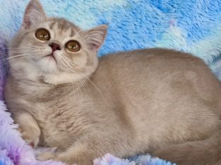 Scottish Shorthair – Loganholme