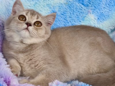Scottish Shorthair – Loganholme