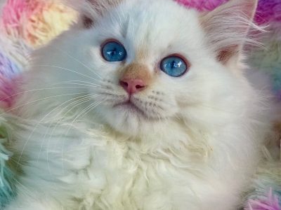 Ragdoll – Loganholme