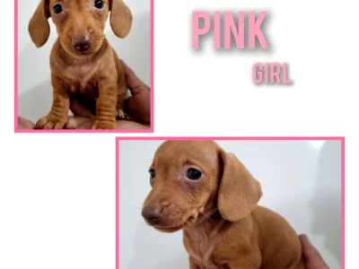 Miniature Dachshund – Carnes Hill