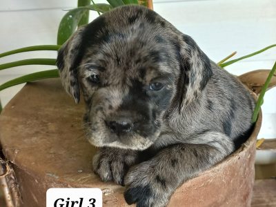 Cocker Spaniel – Clifton