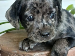 Cocker Spaniel – Clifton