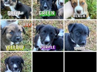 Australian Kelpie – Port Wakefield