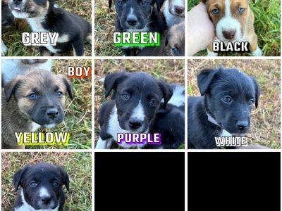 Australian Kelpie – Port Wakefield