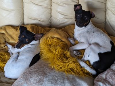 Mini Foxy – Mildura