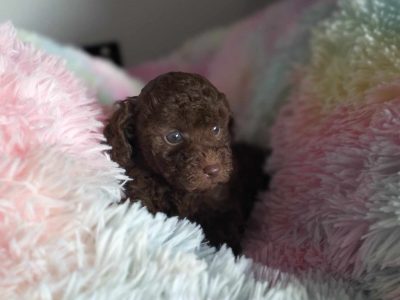 Toy Poodle – Gilston