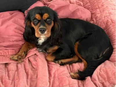 Cavalier King Charles Spaniel – Geelong