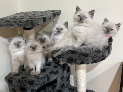 Ragdoll – Hillside