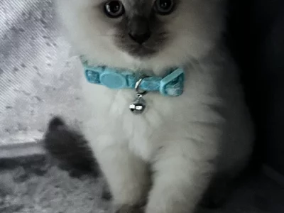 Ragdoll – Hoppers Crossing