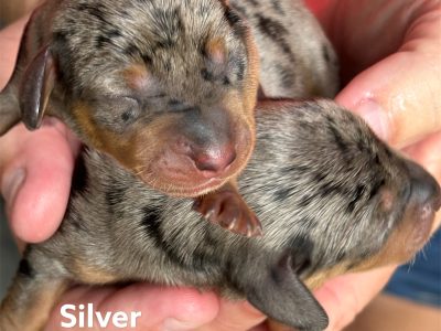 Miniature Dachshund – Cardwell