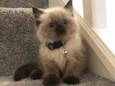 Ragdoll – Epping