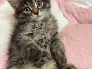 Maine Coon – Epping