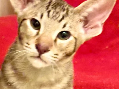 Oriental Shorthair – Kapunda